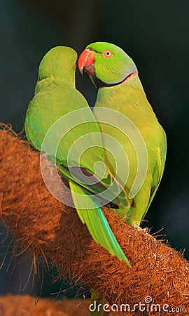 Love making parrots Stock Photo