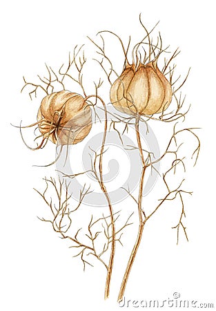 Love-in-a-mist Nigella damascena mature dry fruits Stock Photo