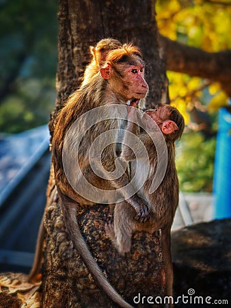 The love moment between a baby monkey and his mother spotted at Rajiv Gandhi National Park Stock Photo
