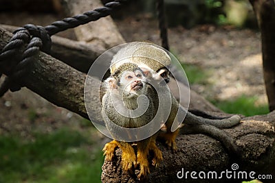 Love moment of a pair of Common squirrel monkey on a branch. Saimiri sciureus in a love embrace with his colleague. Animal Stock Photo