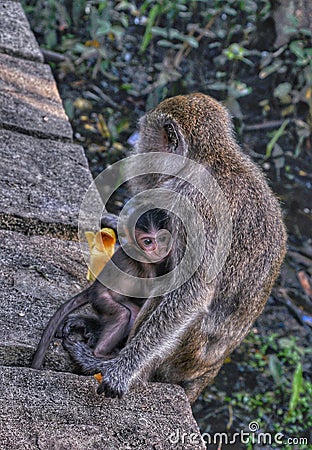 i love u mom monkey Stock Photo