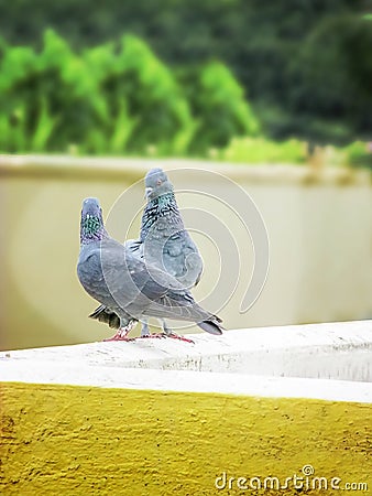 Love Pair- couple of Pigeon Stock Photo