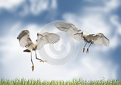 Love - pair of cranes on a meadow Stock Photo