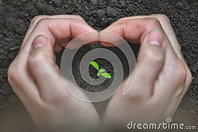 Love and protect nature. Woman Hands forming a heart shape around a small plant. Ecology and care concept. Stock Photo