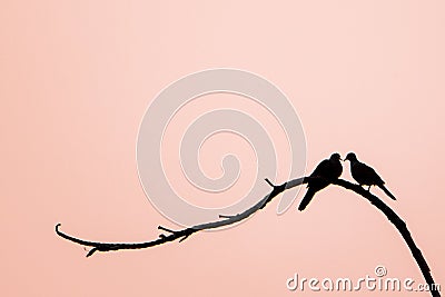 Love and romance silhouette lovely birds on the tree.couple of birds when sunset in background Stock Photo