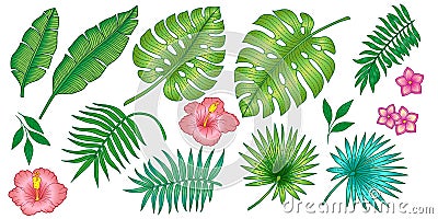 Set of different tropical plants from banana leaves and palm trees and flower. Vector isolated layers. Summer exotic design for Vector Illustration