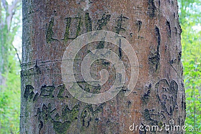 Love on the tree Stock Photo