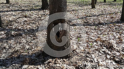 Love tree. Walking in the woods I discovered a hole in a tree in the shape of a heart. Stock Photo