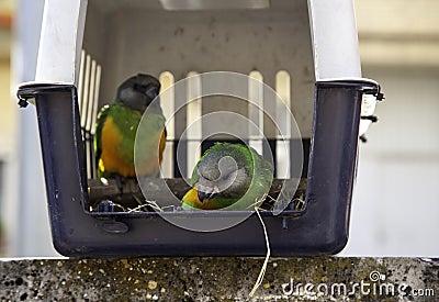 Lovebird in cage Stock Photo