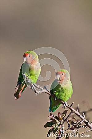 Lovebirds Stock Photo
