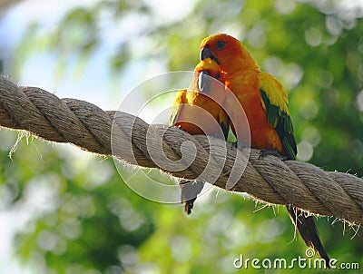 Lovebirds Stock Photo