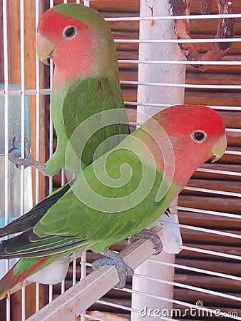 Lovebirds Stock Photo