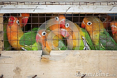 Lovebirds at a local bird market ready for shipment Stock Photo