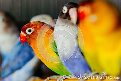 Lovebirds perched on a wooden stick. Stock Photo