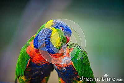 Lovebirds Rainbow lorikeet, Trichoglossus moluccanus Stock Photo