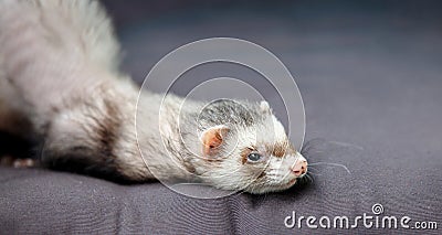 Loved skulk coloured ferret on the balcony smiling and cleaning its pelt happily Stock Photo