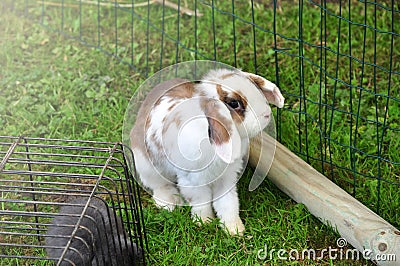 loveing domstic rabbits in two colors sitting in the garden. Stock Photo