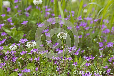 Lovely abstract background with violet flowers. Stock Photo