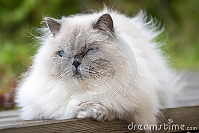 Lovely adult Ragdoll Cat with curious Blue Eyes and fluffy white fur Stock Photo