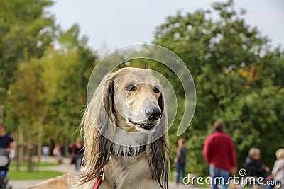 Lovely Afghan hound is resting on the lawn in a green park. Portrait. Unrecognizable people walking in the background. Stock Photo