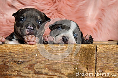 Lovely American bully cubs looking forward Stock Photo