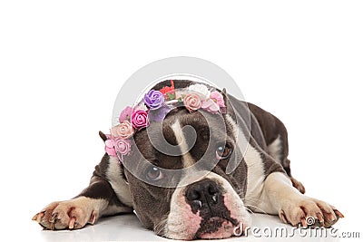 Lovely american bully with flowers crown lying Stock Photo