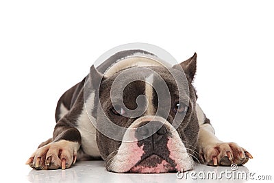 Lovely american bully lying looks to side Stock Photo