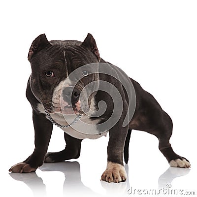 Lovely american bully wearing collar stands Stock Photo