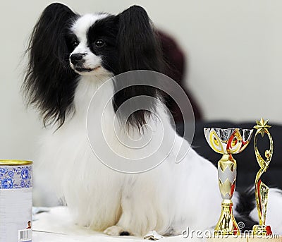 Lovely animals at the dog show Stock Photo