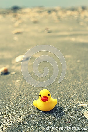 Duck at beach Stock Photo