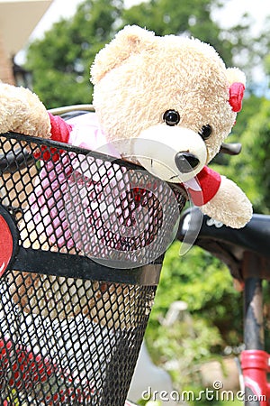 Lovely bear in bycle Stock Photo