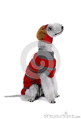 Lovely Bedlington Terrier dog dressed in a jacket and a hat for walking sitting in the studio Stock Photo