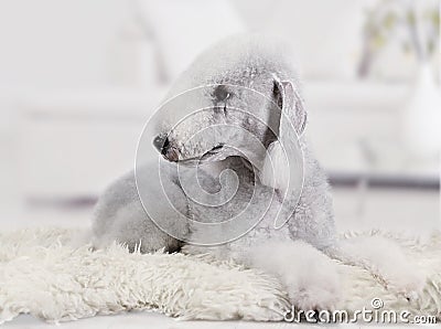 Lovely Bedlington Terrier dog lying on a fur rug Stock Photo