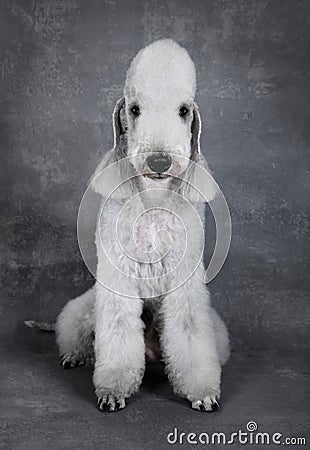 Lovely Bedlington Terrier dog sitting in the studio over gray background Stock Photo