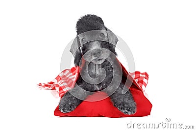 Lovely Bedlington Terrier puppy lying on a red pillow in the studio over white Stock Photo