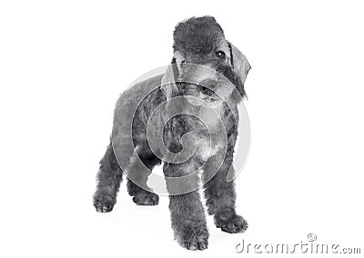 Lovely Bedlington Terrier puppy standing in a classic stance over white Stock Photo
