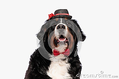 lovely berna shepherd dog wearing bowtie and hat and panting Stock Photo