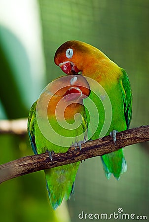 Lovely bird Stock Photo