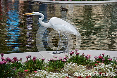 Lovely bird at Balboa Park Stock Photo