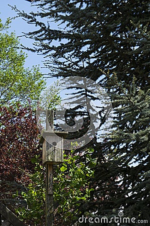 Lovely birdhouse in the colorful nature trees with a perfect blue sky. Stock Photo