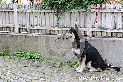 Lovely black dog waiting for his owner out of a shop Stock Photo