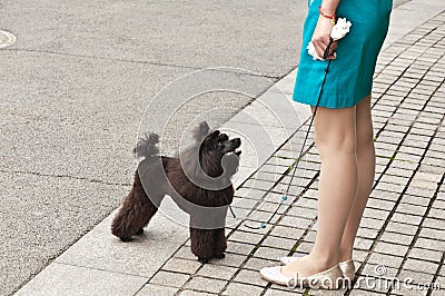 Lovely black poodle Stock Photo