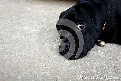 Lovely black puppy dog lied on cement ground floor Stock Photo