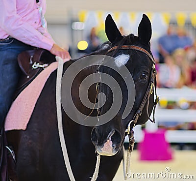 A Lovely Black Quarter Horse Stock Photo