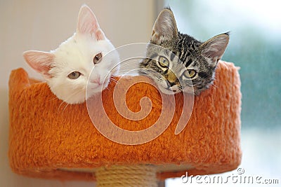 Lovely black and white cat Stock Photo