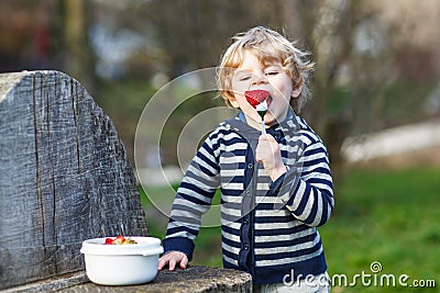 Lovely blond boy of two years eating strawberries outdoors Stock Photo