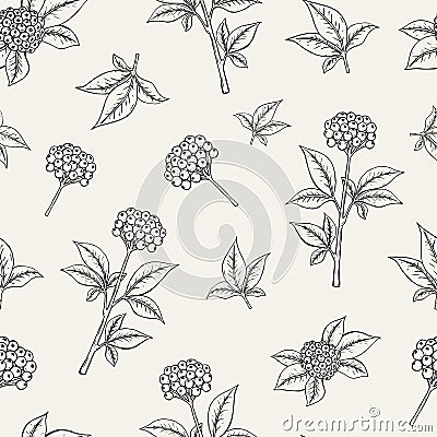 Lovely botanical seamless pattern with ginseng berries growing on stem with leaves on white background. Exotic plants Vector Illustration