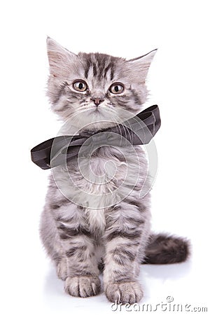 Lovely British Shorthair cub wearing bowtie and looking forward Stock Photo