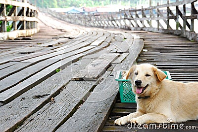 Lovely Brown dog sit down on the wooden bridge. Stock Photo