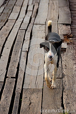 Lovely Brown dog walk on the wooden bridge. Stock Photo